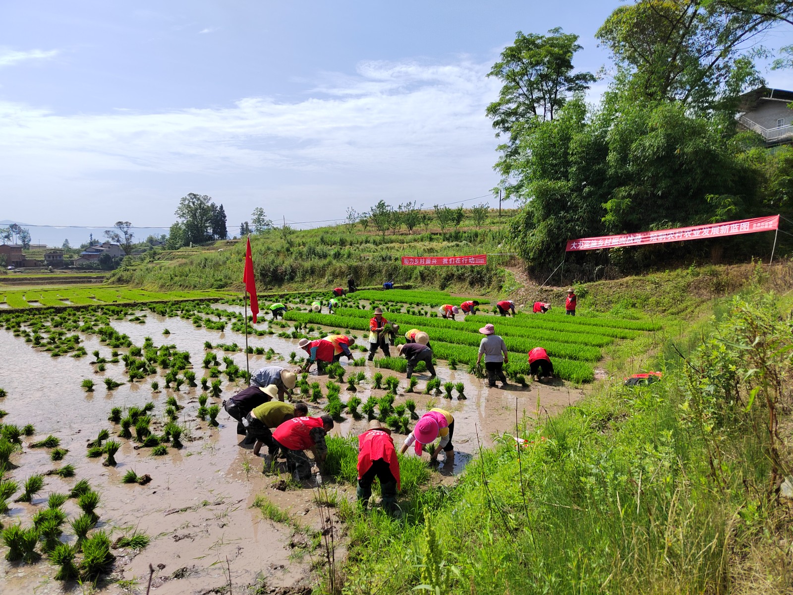 社工和志愿者忙着拔秧苗。拍摄：吴建华.jpg