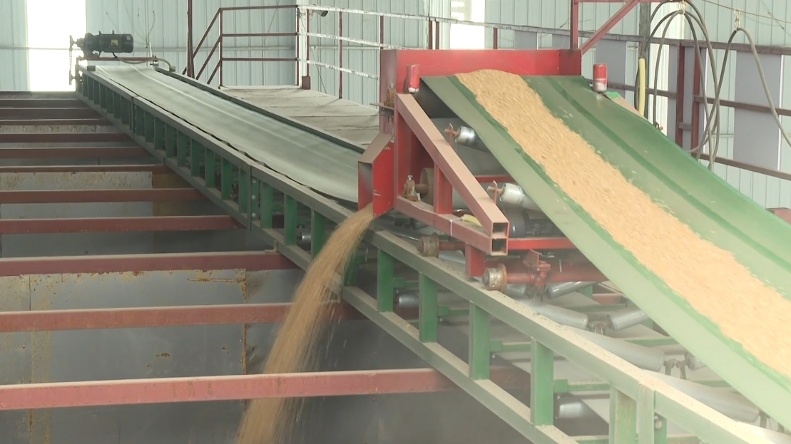 垫江：6000亩小麦开始大规模机收