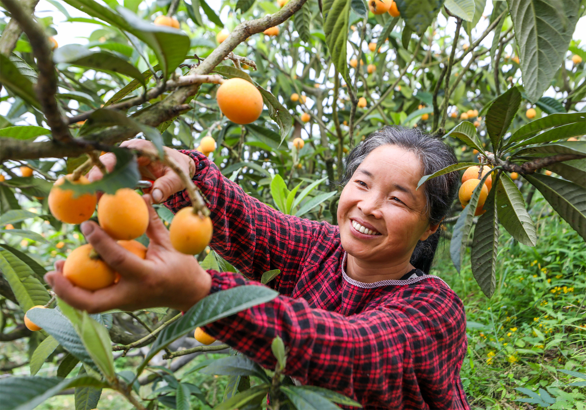 果农在采收枇杷。记者 龚长浩 摄