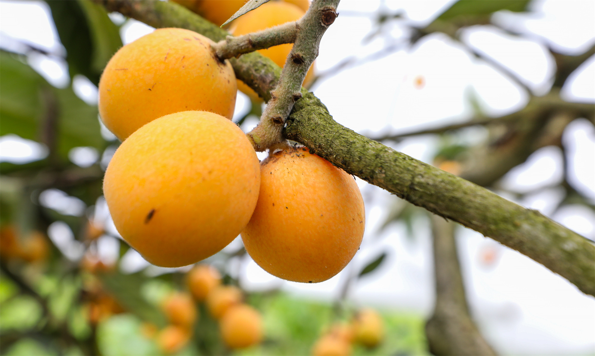 黄澄澄的枇杷挂满枝头。记者 龚长浩 摄