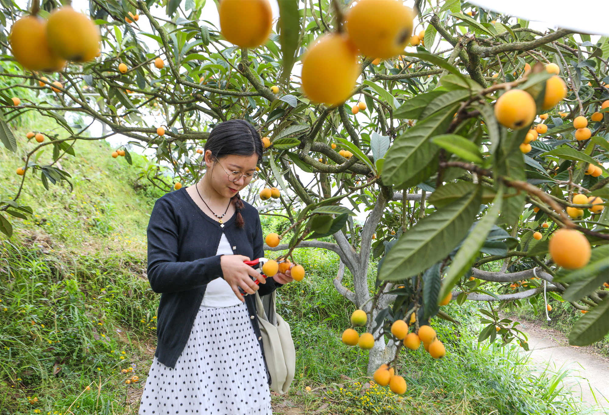 5月，正是枇杷成熟的季节，垫江县澄溪镇永兴村的枇杷园里，大片成熟的枇杷吸引了不少游客前来采摘游玩。记者 龚长浩 摄