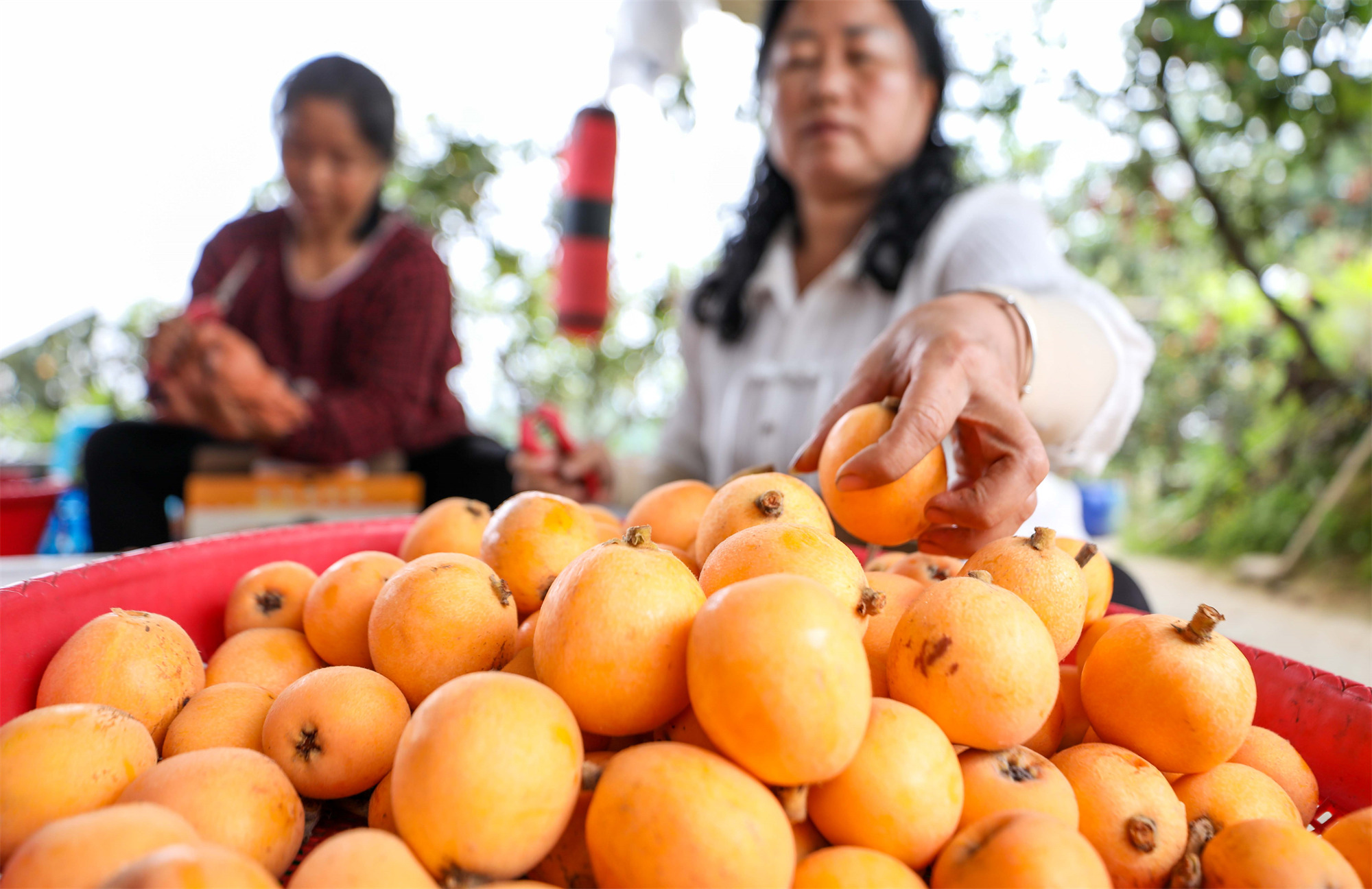 果农在打包整理枇杷。记者 龚长浩 摄