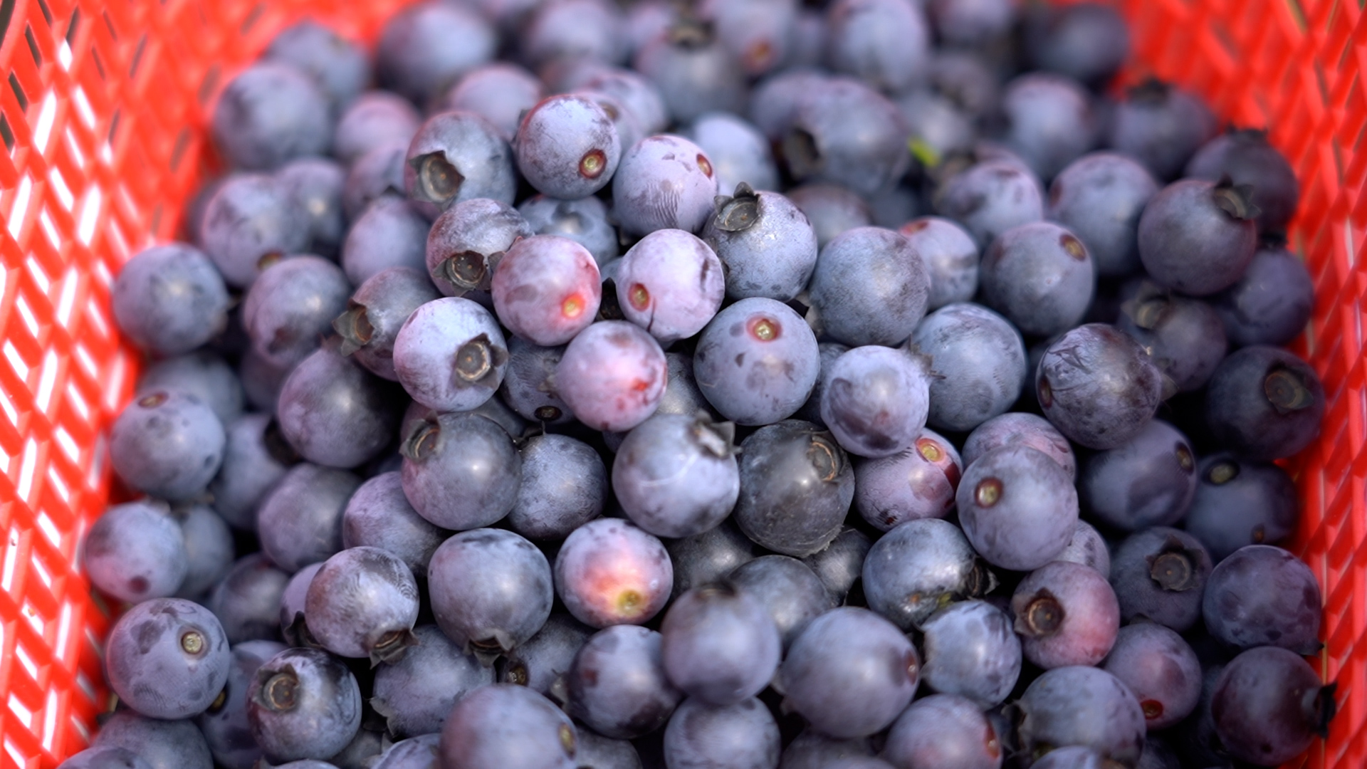 大足:500亩蓝莓抢鲜上市 采摘正当时