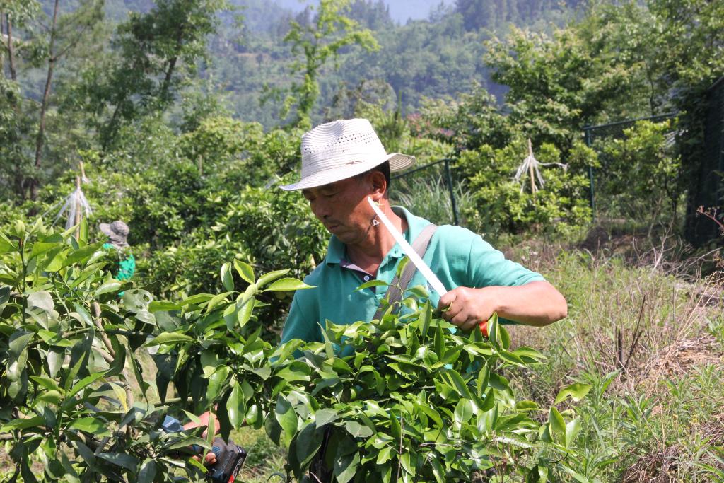 修枝工人进行橘树管护 (2)