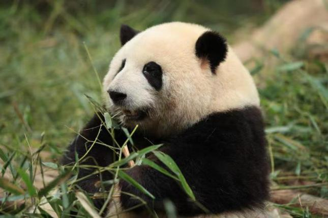 “百变熊猫基地和花”信用卡官宣上“兴”，快来接收这份超萌大礼！