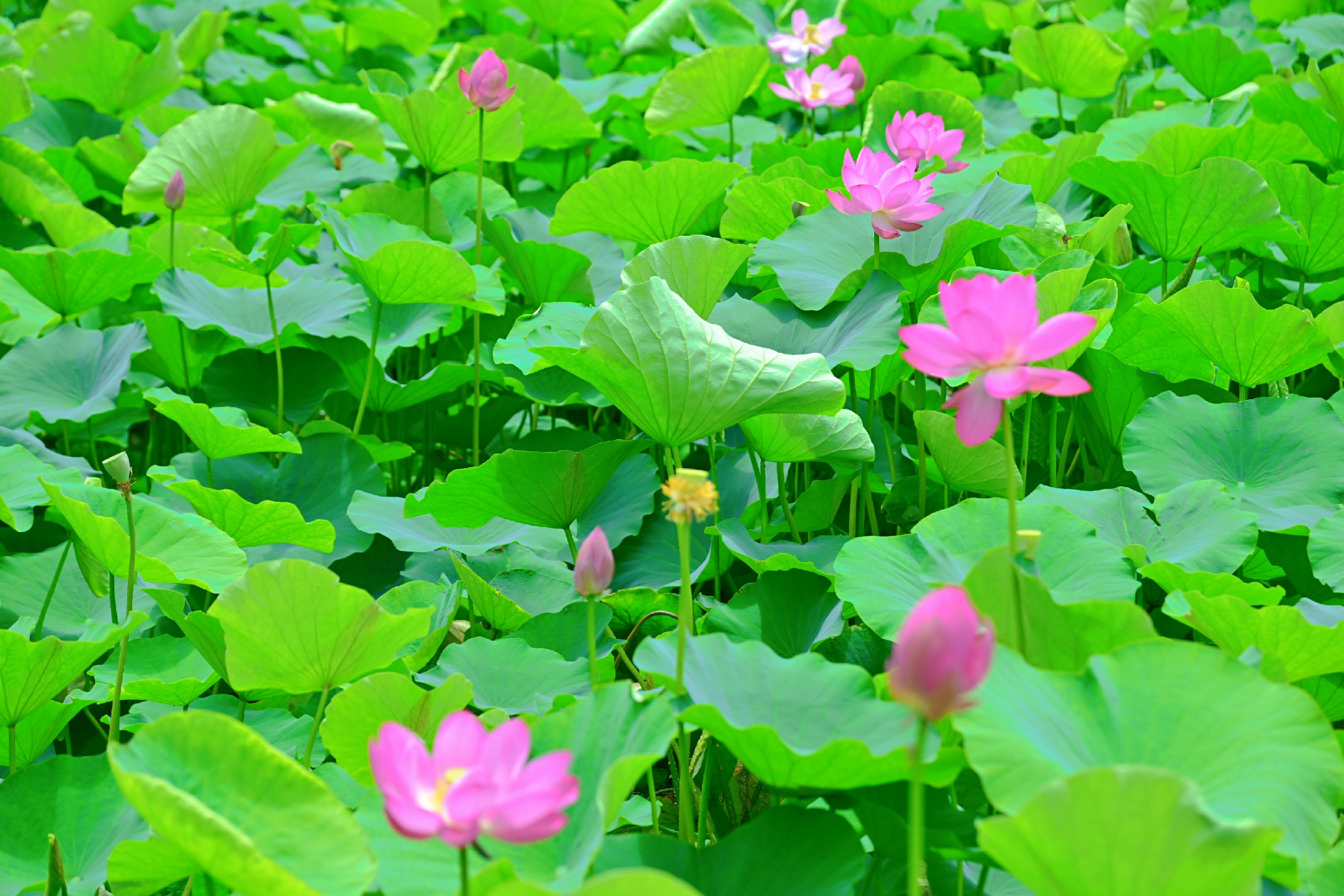 端午賞荷，小荷才露尖尖角，苦竹溪生態(tài)公園(328639)-20240617141353~1.jpg