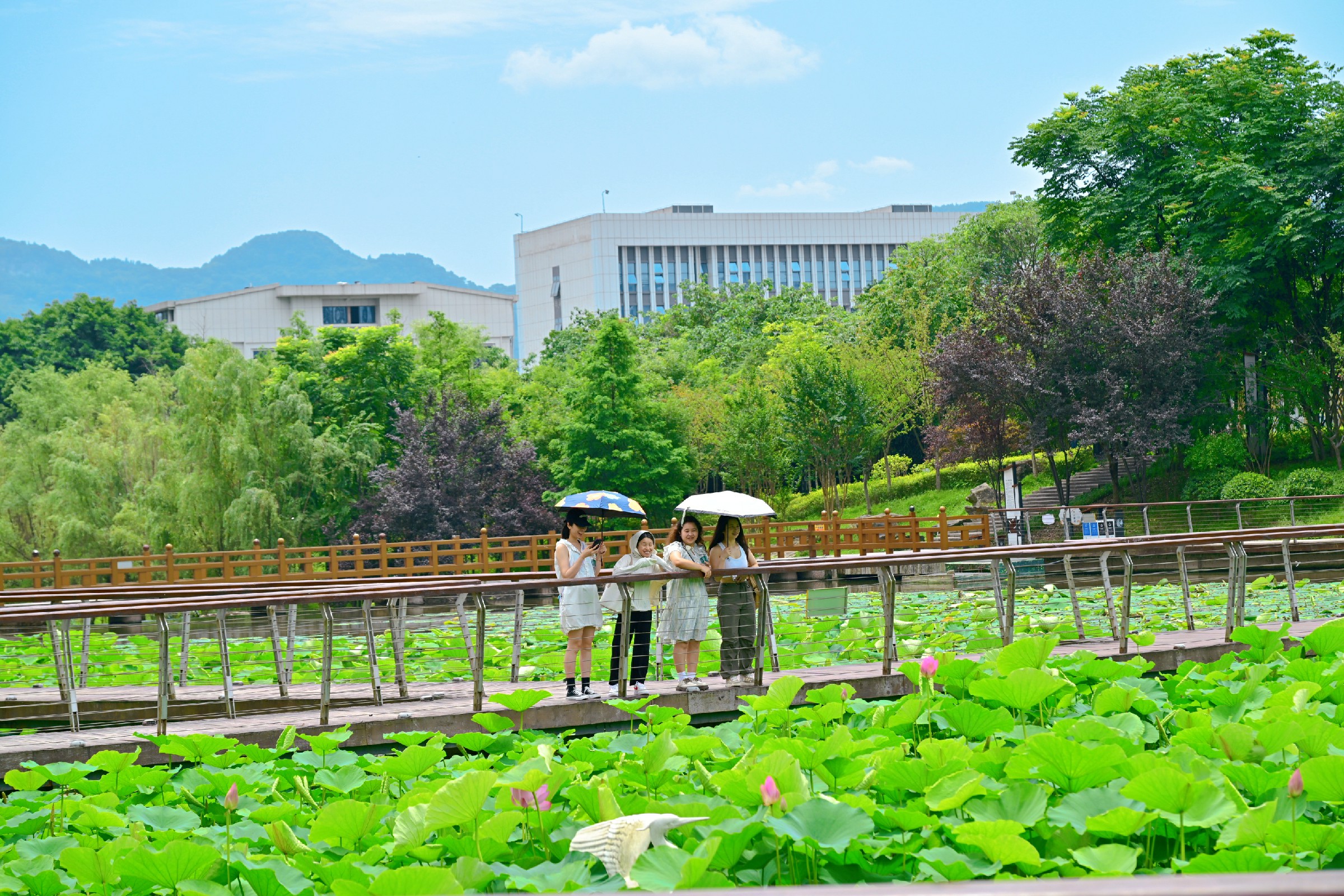 端午賞荷，小荷才露尖尖角，苦竹溪生態(tài)公園(328638)-20240617141348~1.jpg