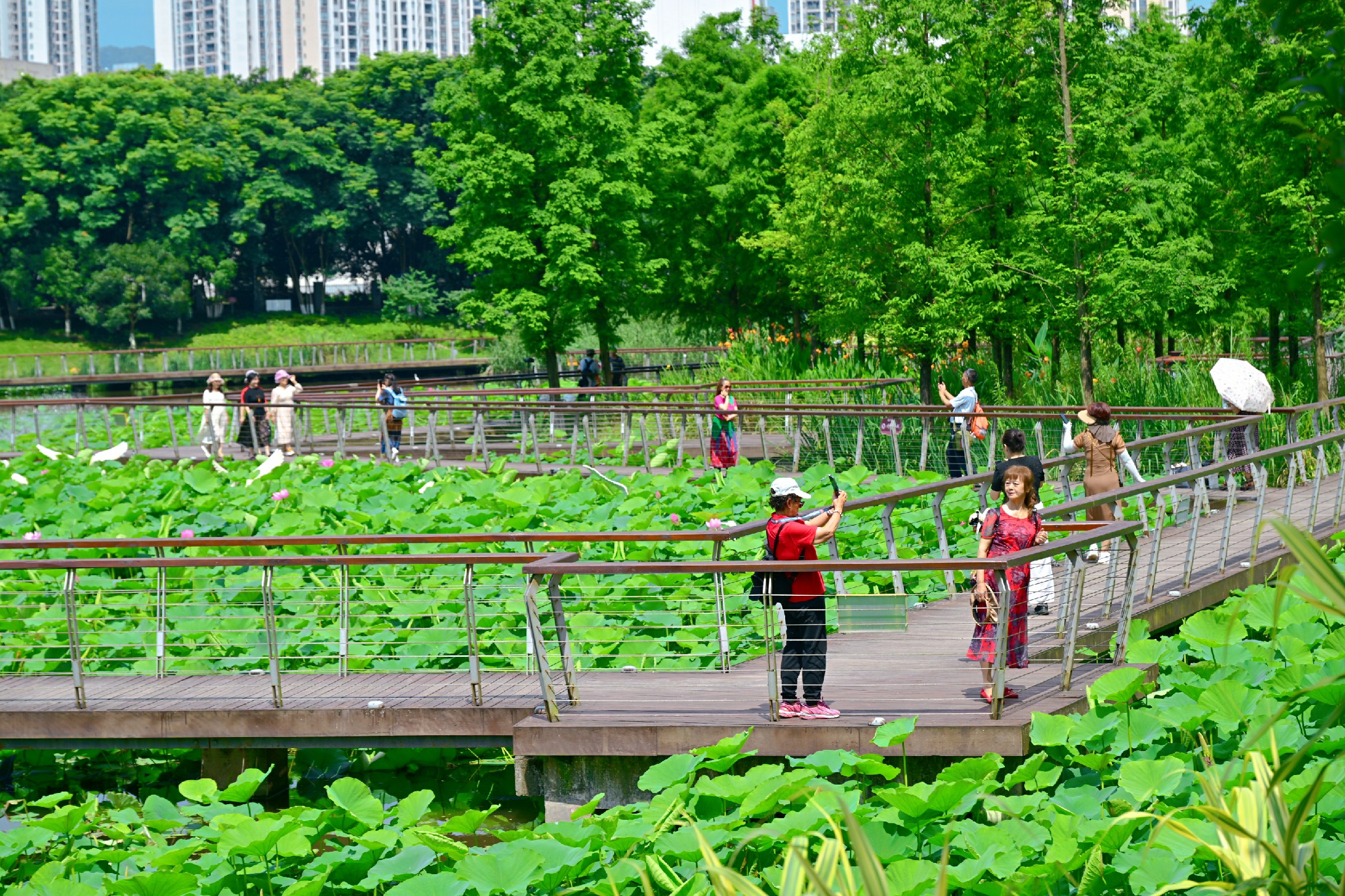 端午賞荷，小荷才露尖尖角，苦竹溪生態(tài)公園(328647)-20240617141419~1.jpg