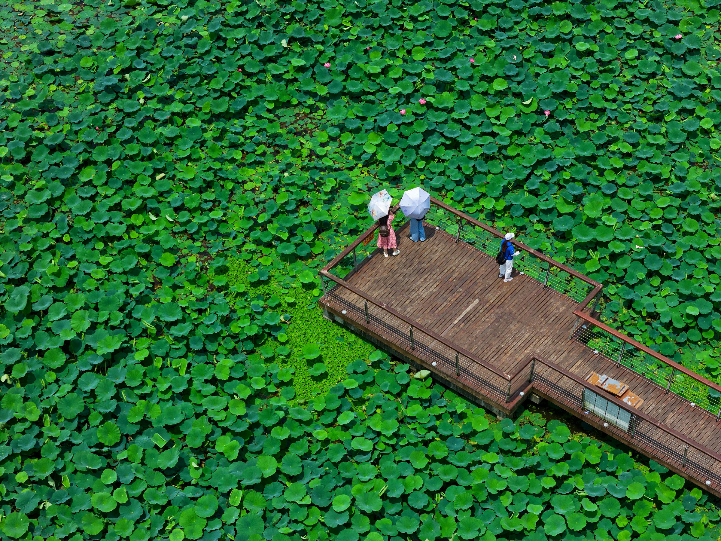 端午賞荷，小荷才露尖尖角，苦竹溪生態(tài)公園(328636)-20240617141340.jpg