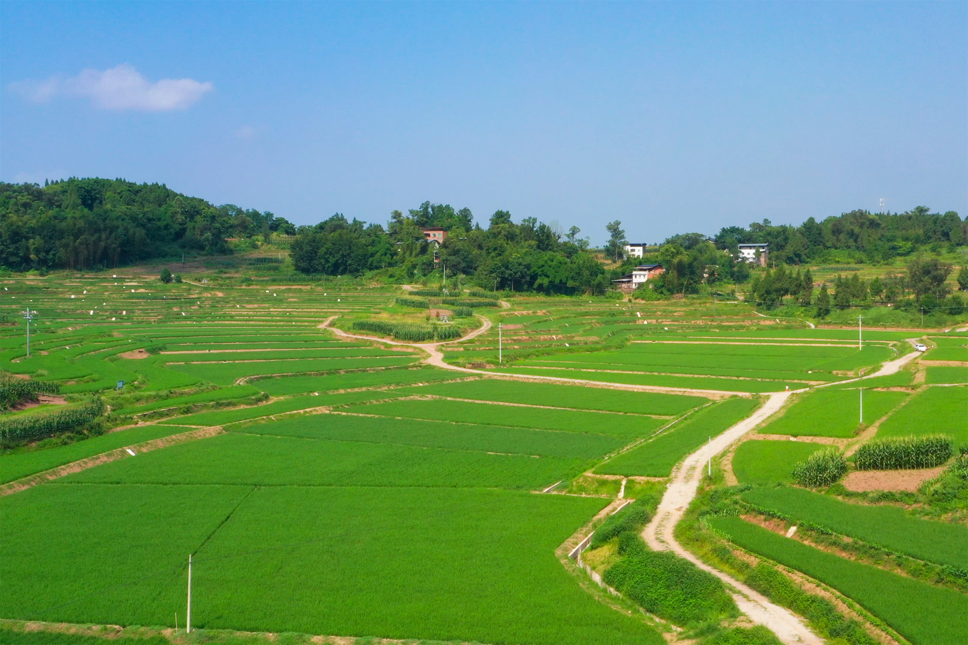 龍沙鎮(zhèn)水稻長勢正好。夏娟 攝