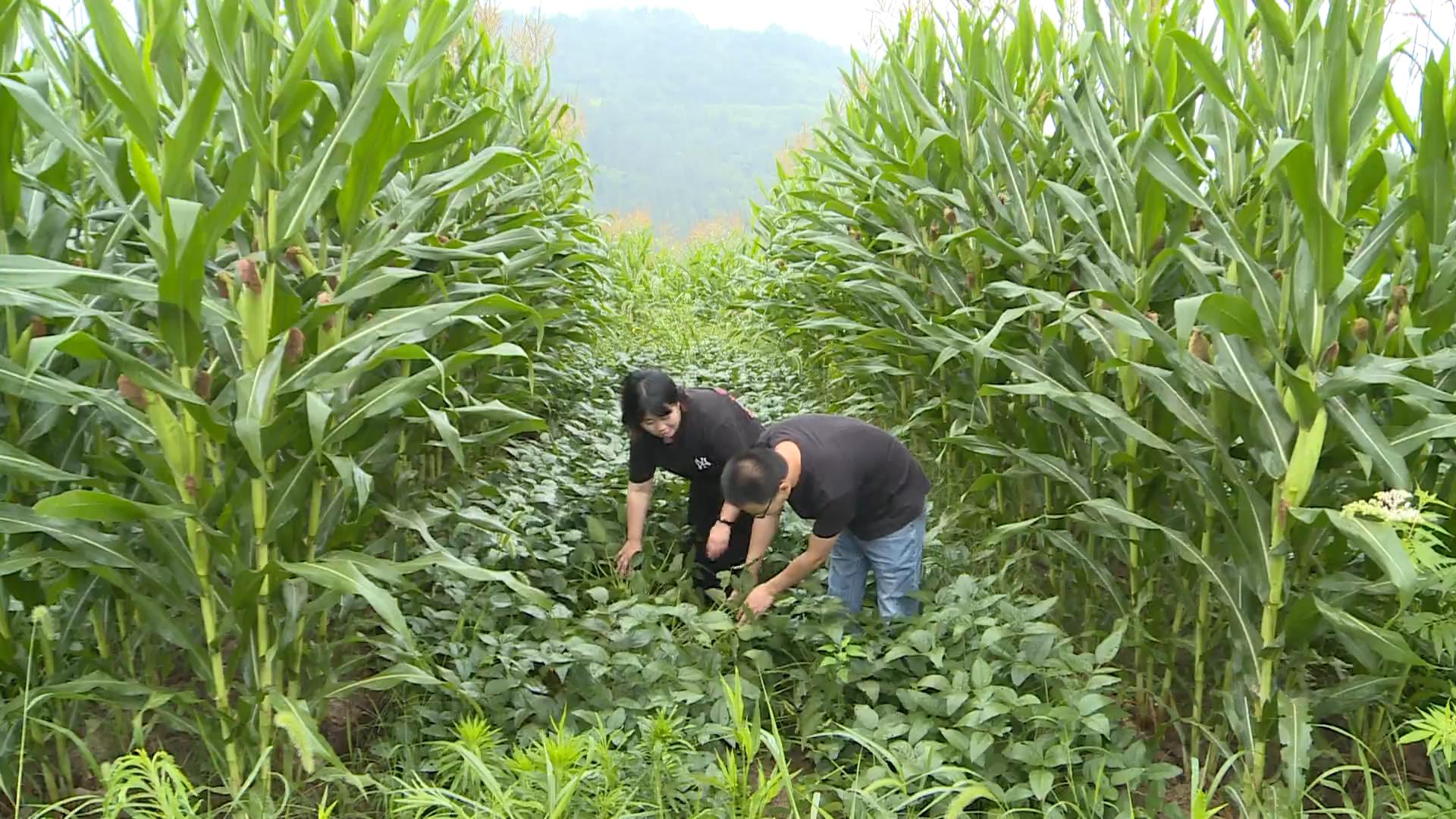 万州产鲜食大豆进入收割期_20240624093949.JPG