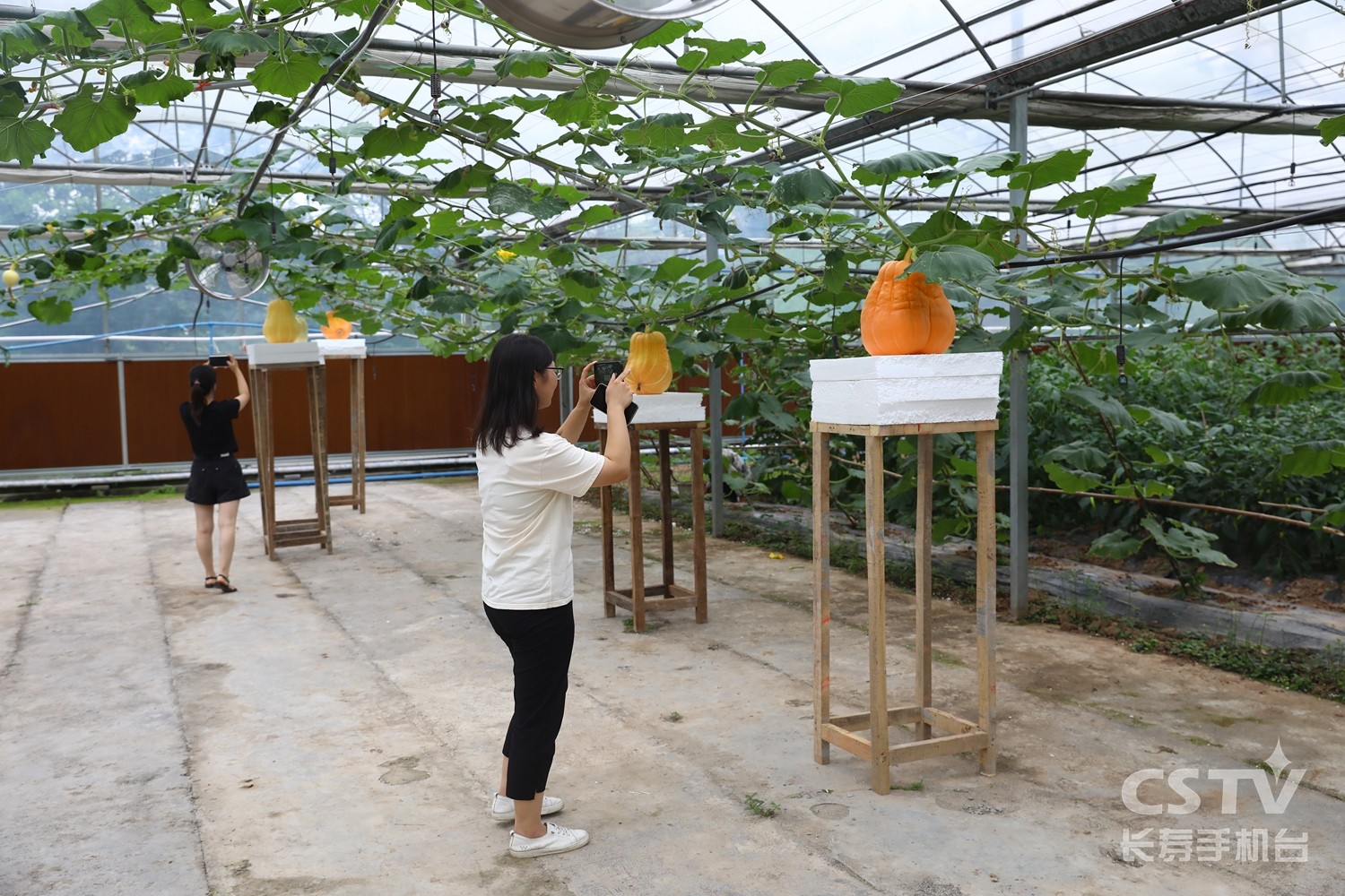 300斤重的南瓜、1.5米长的丝瓜……长寿这个蔬菜基地很神奇