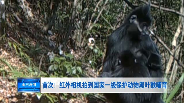 首次！红外相机拍到国家一级保护动物黑叶猴哺育