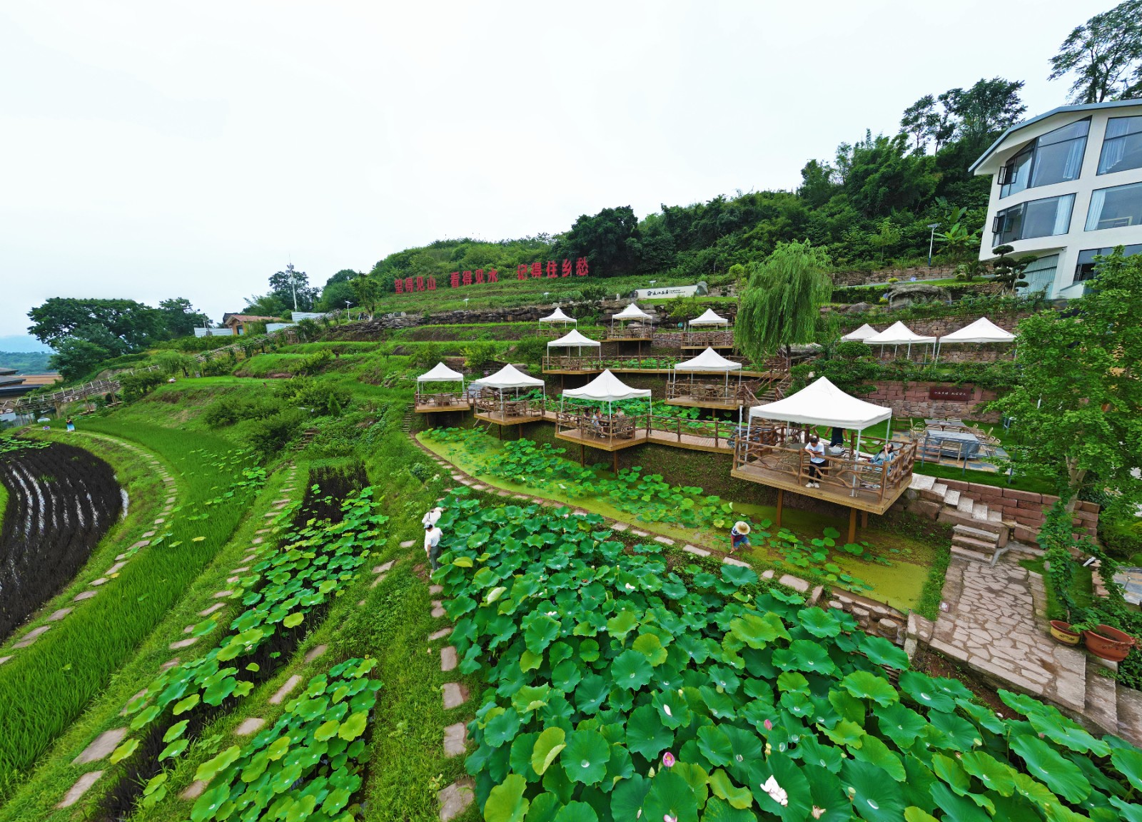 金鰲田園 鐘戈 攝.jpg