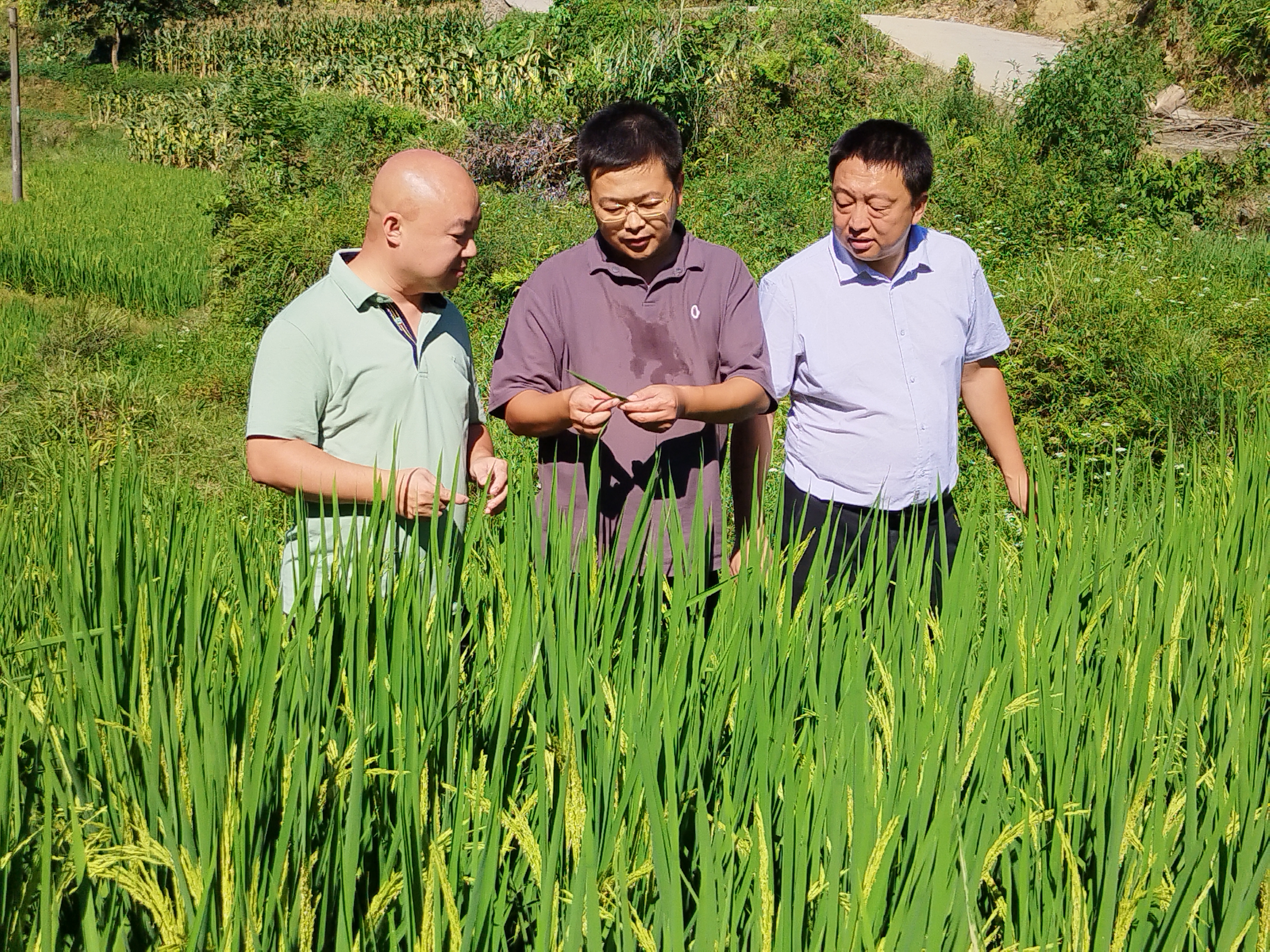 姚雄：回访桐岭村，最忆桑梓情