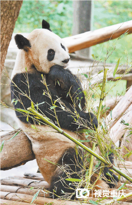 川渝两地跨越60余年的“熊猫情缘”