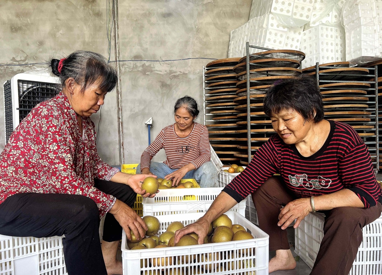 工人正在挑選梨子打包。（攝影：吳明鴿）