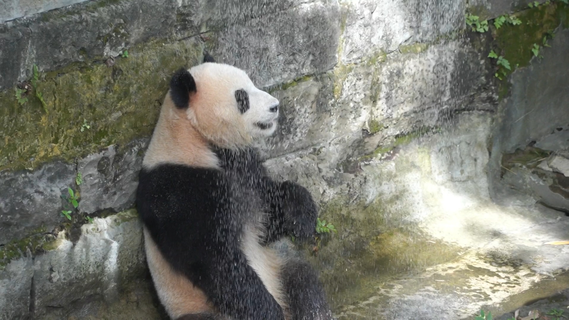 什么动物能打过熊猫 01445e68-45cf-49de-8450-3137bbbab253.png