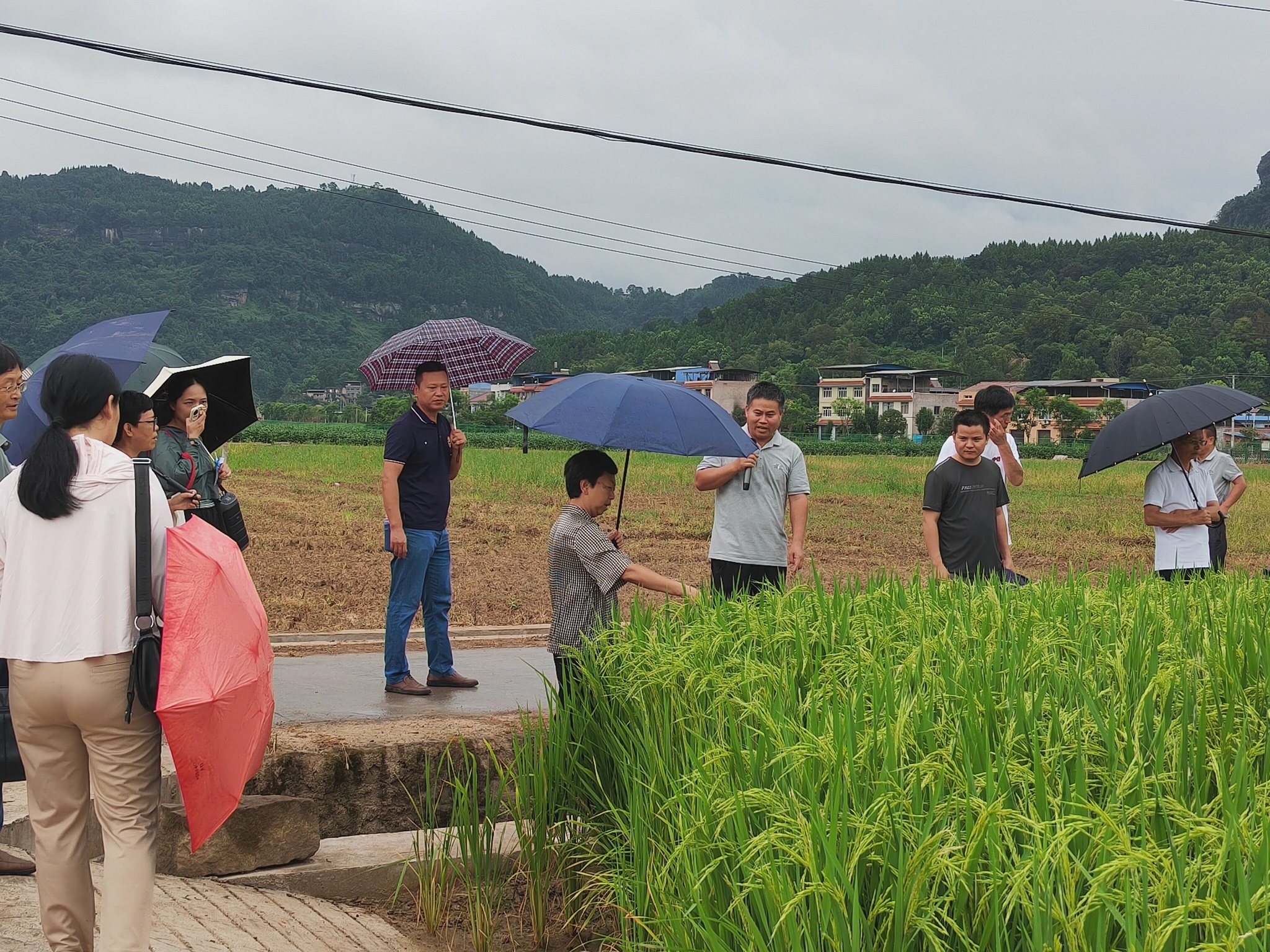 科研學者在田間檢驗上半年科研成果。應(yīng)鳳林 攝