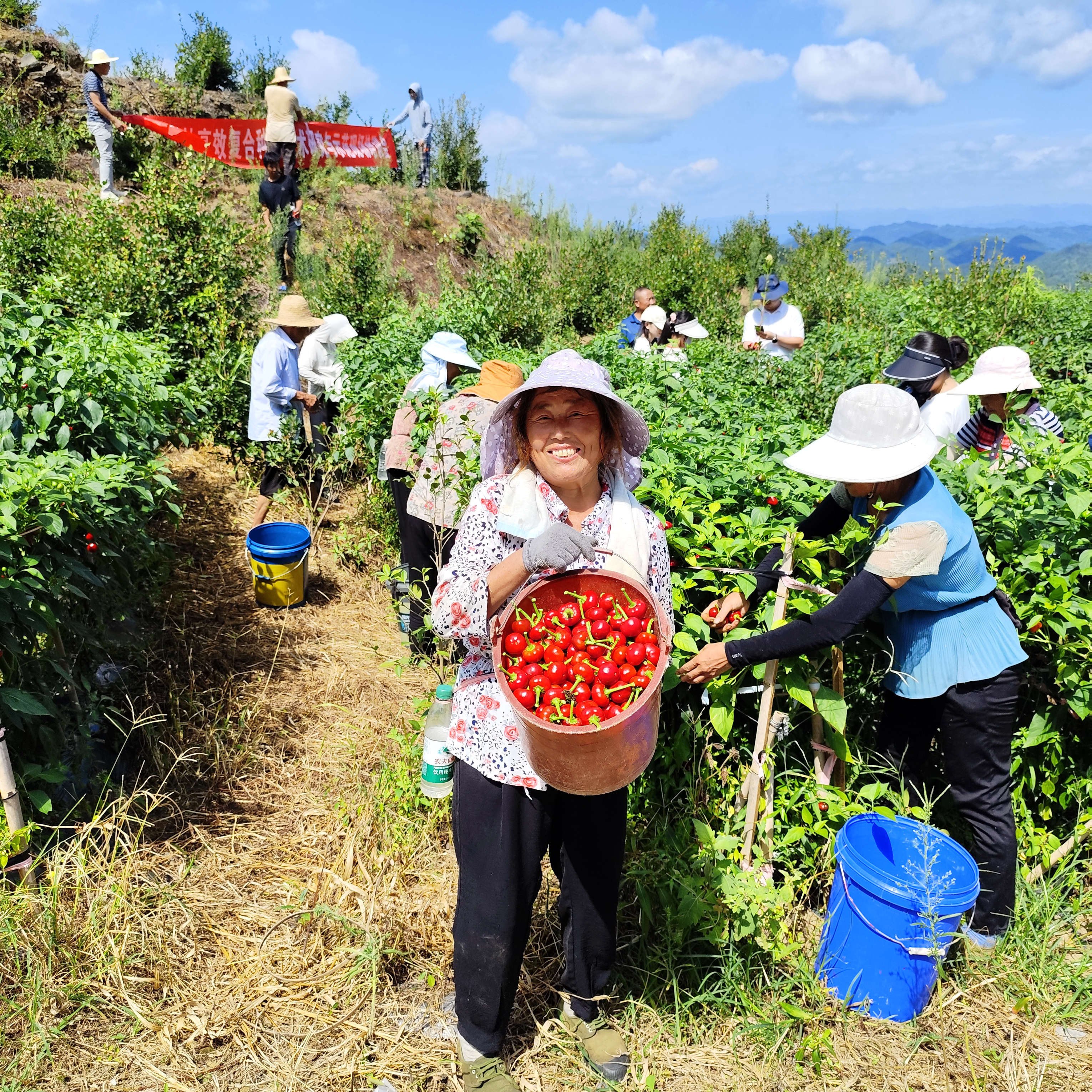 油茶林下套种 经济生态双赢