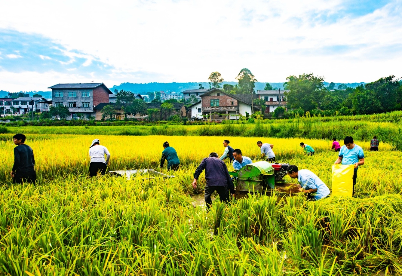 在郭扶鎮(zhèn)三塘村，村民互幫互助收割稻谷。（肖七妹 攝）