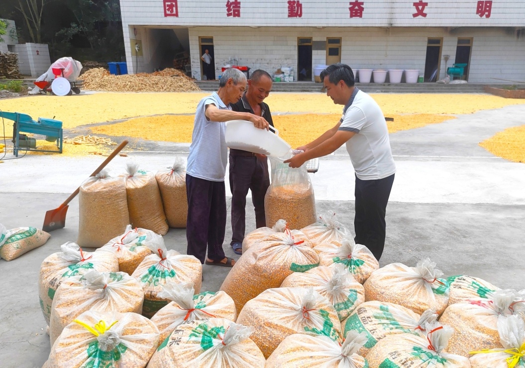 在趕水鎮(zhèn)雙豐村，村民正在將玉米脫粒、晾曬，確保顆粒歸倉。（湛江濤 攝）