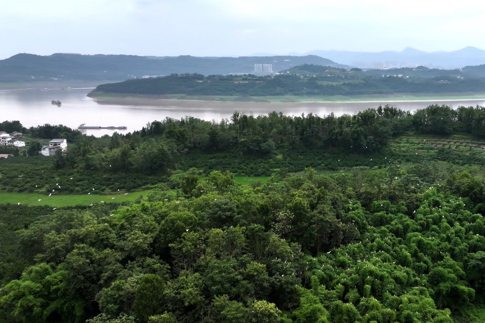 9、鳳凰村劉家灣一帶竹木茂盛，水源豐沛，為鷺鳥棲息繁衍提供了條件。趙軍 攝.JPG