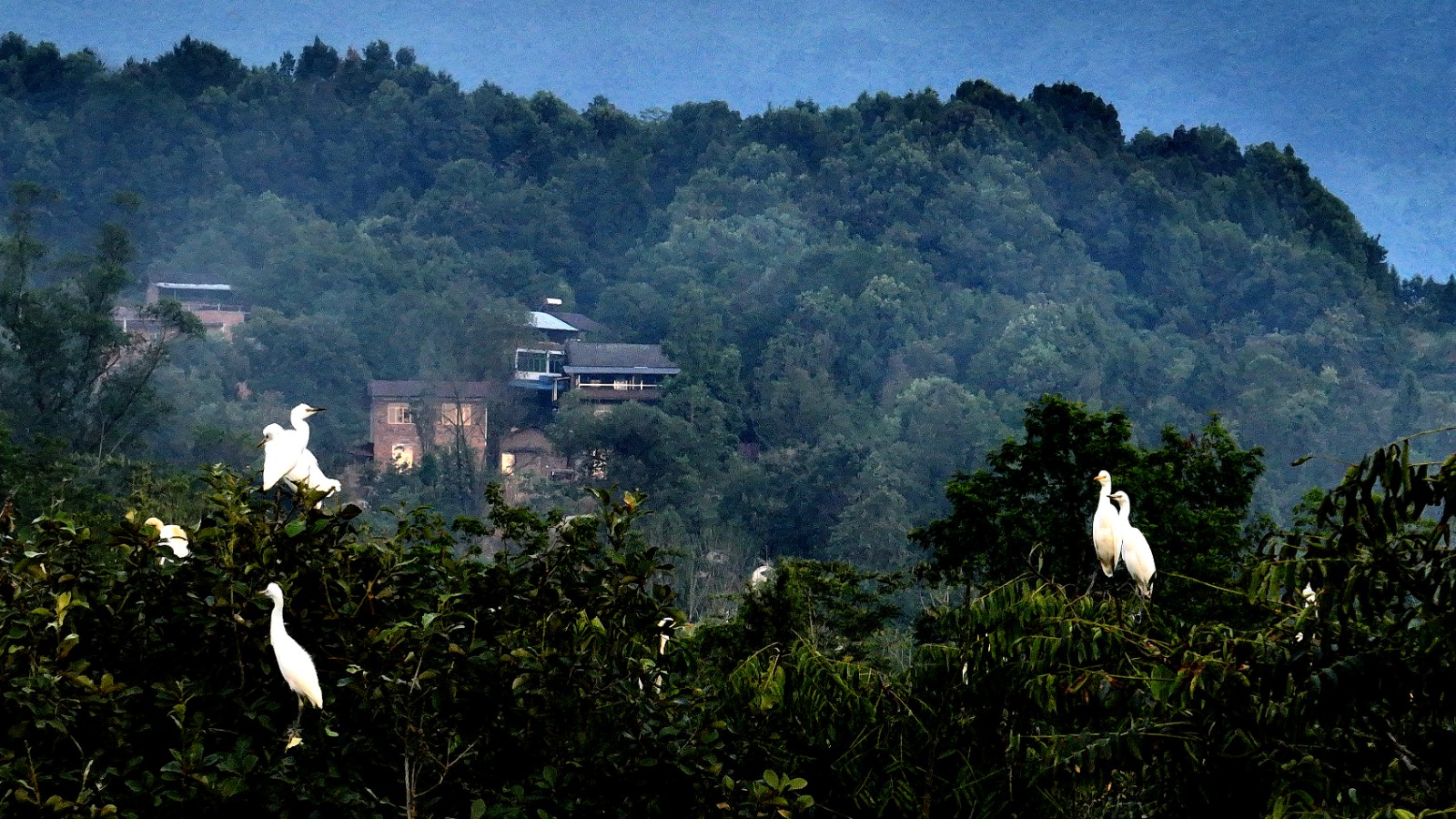 12、鳳凰村劉家灣形成了人鳥共生，鳥樹相依的和諧生態(tài)圈。趙軍攝.jpg