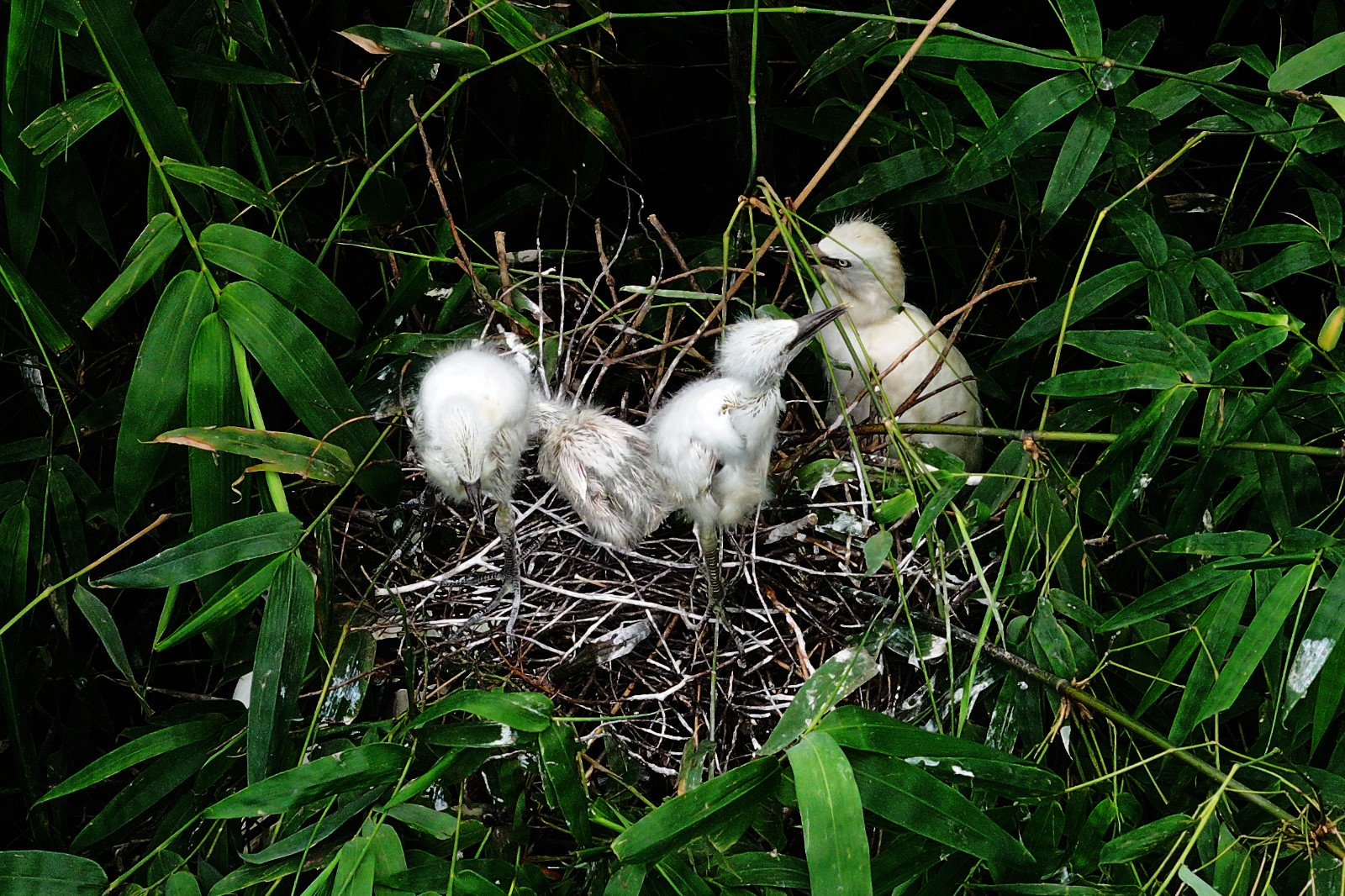 4、鳳凰村劉家灣竹林間嗷嗷待哺的鷺鳥幼鳥。趙軍 攝.JPG