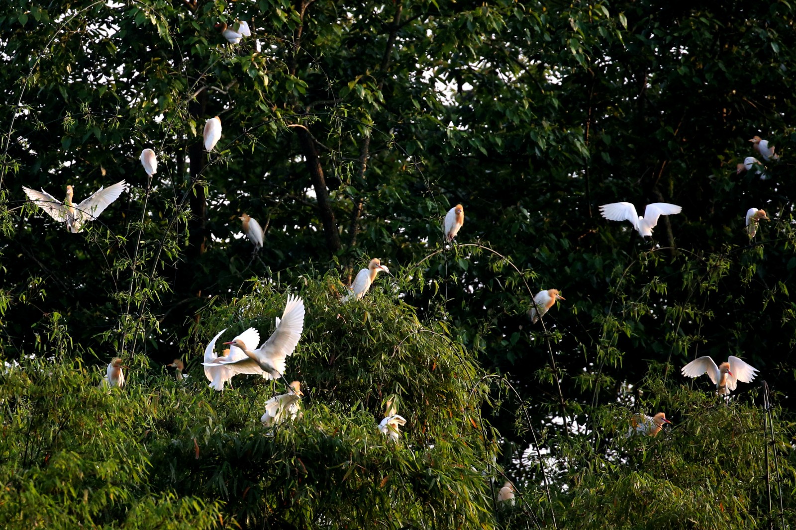 8、眾多鷺鳥在鳳凰村劉家灣竹林間小憩。趙軍 攝.JPG