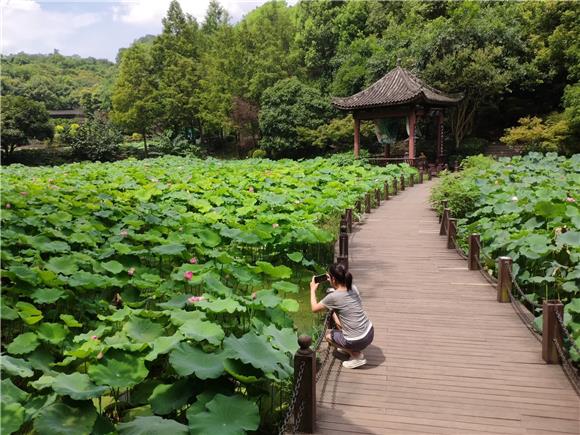 九龙坡：华岩旅游风景区塘栽荷花竞相绽放美如画