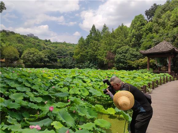 九龙坡：华岩旅游风景区塘栽荷花竞相绽放美如画