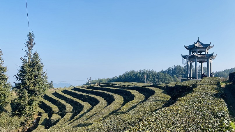 成片茶葉長勢(shì)良好。陳星 攝