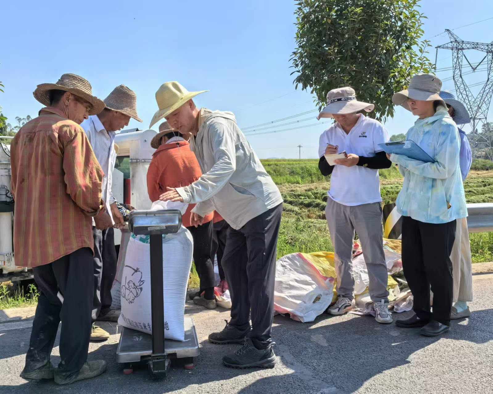 对米粉稻进行现场称重。夏荣伟 摄