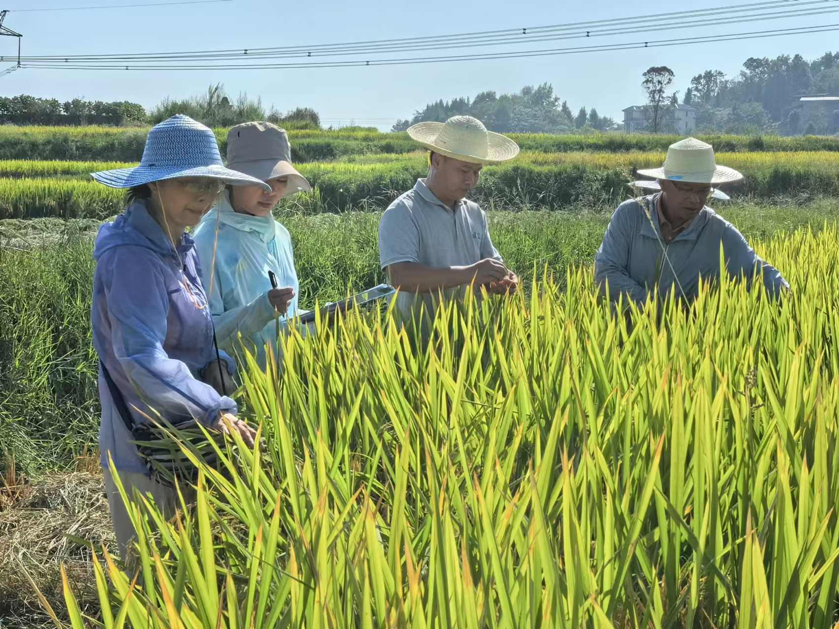 專家組深入田間，仔細(xì)考察米粉稻的長勢(shì)。夏榮偉 攝