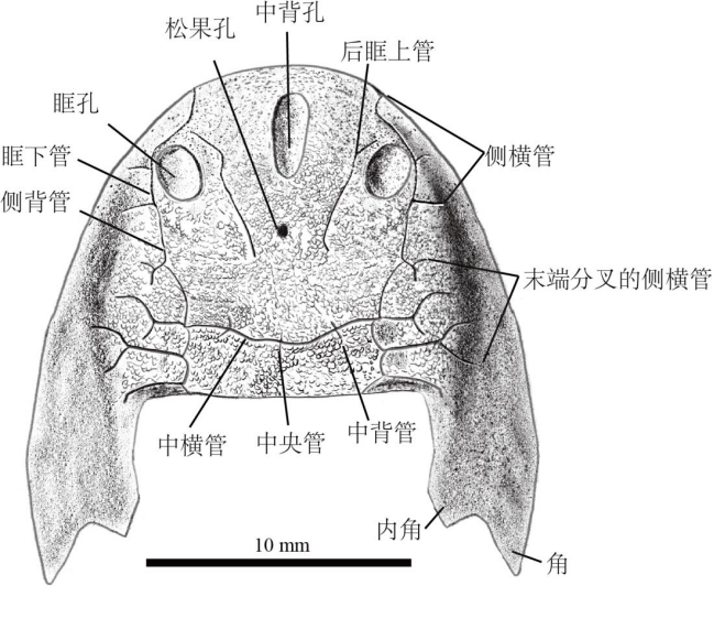 雙叉苗家魚頭甲素描圖。重慶市規(guī)劃和自然資源局供圖