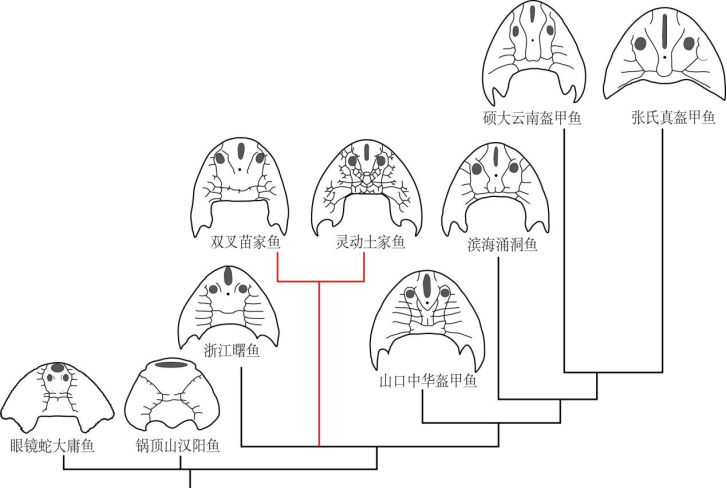 真盔甲魚類系統(tǒng)發(fā)育簡圖。重慶市規(guī)劃和自然資源局供圖。