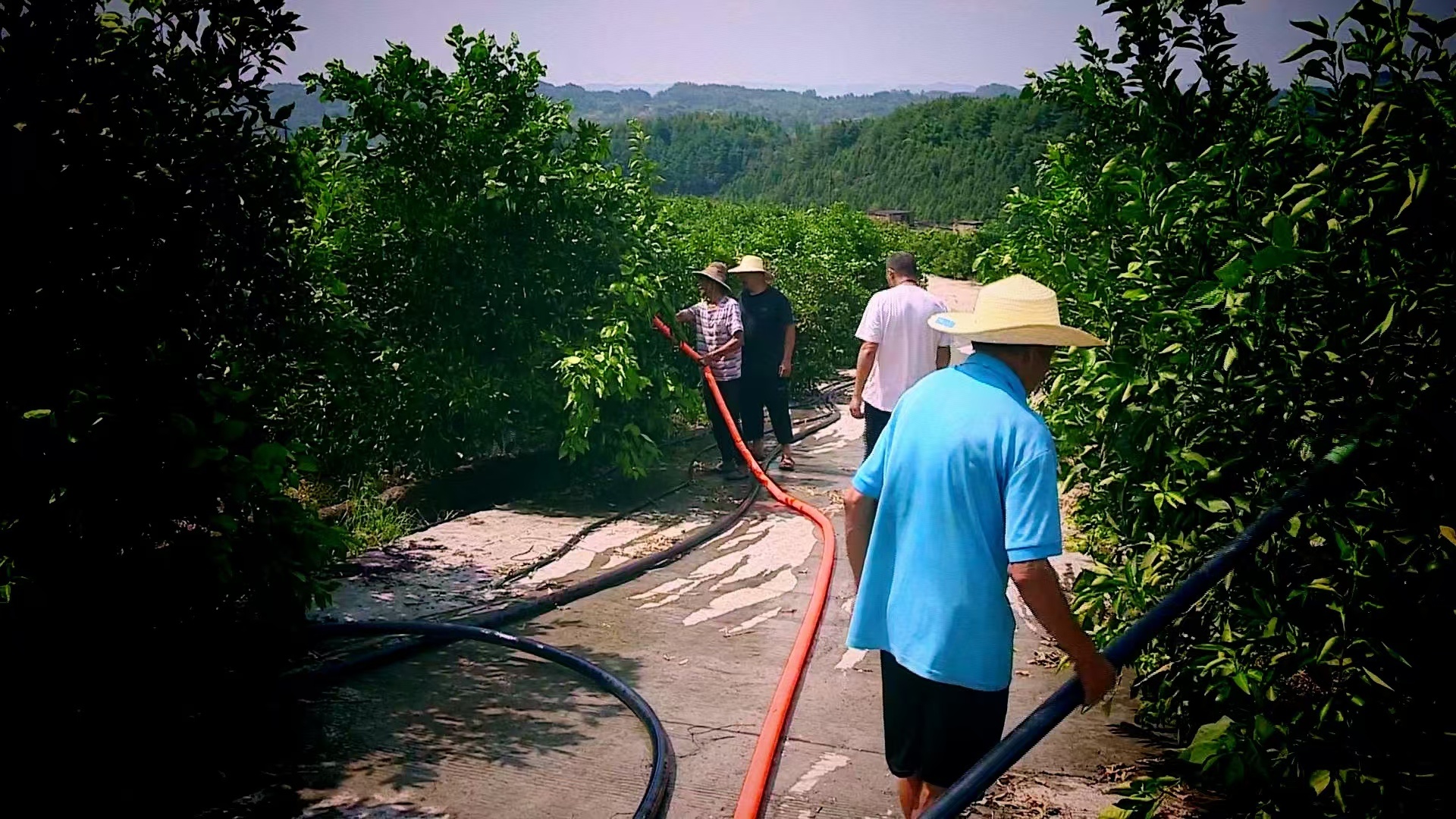 鋪設水管。劉燦 攝