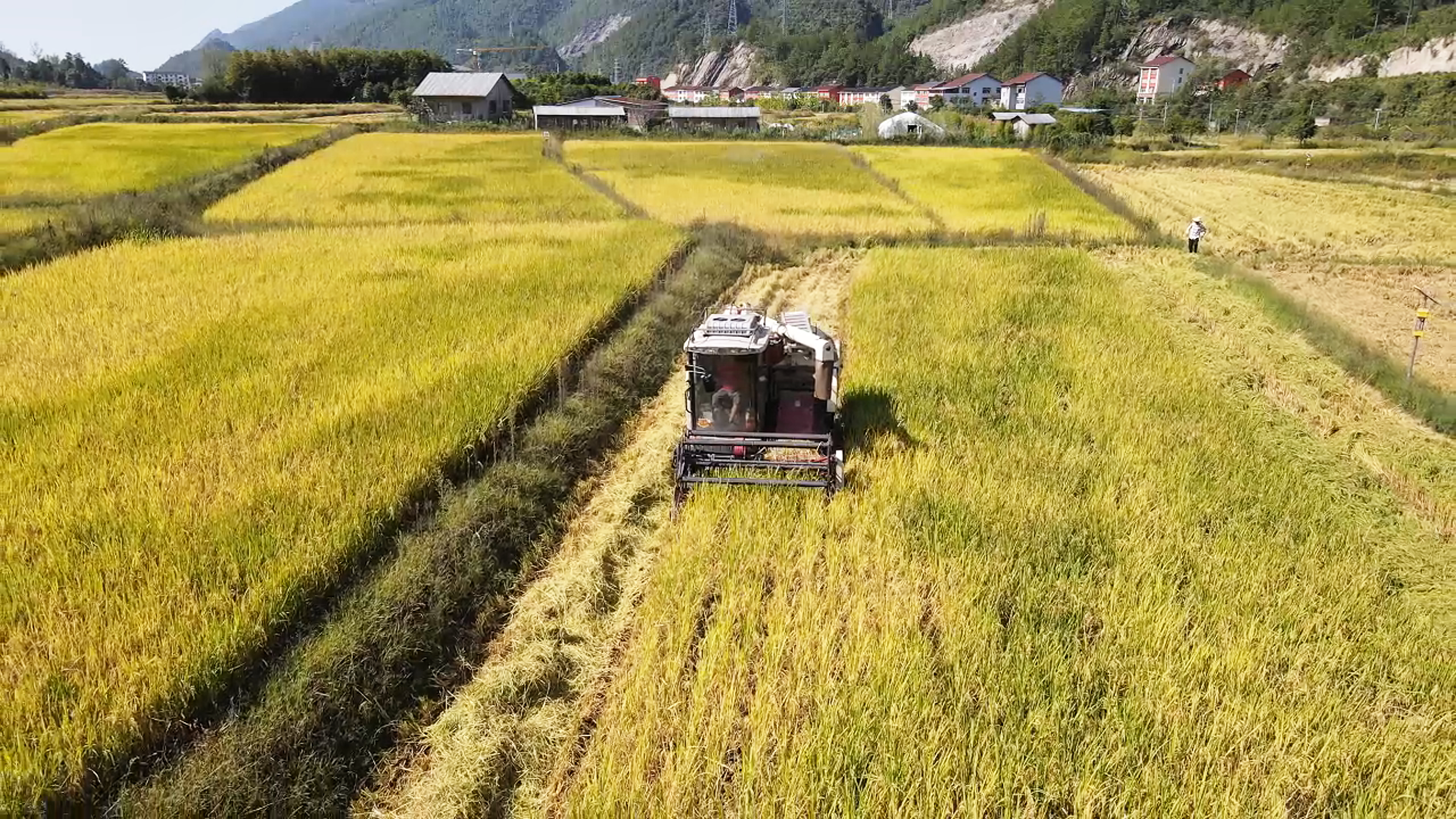 魚池鎮(zhèn)魚池村，收割機(jī)正在收割稻谷.jpg