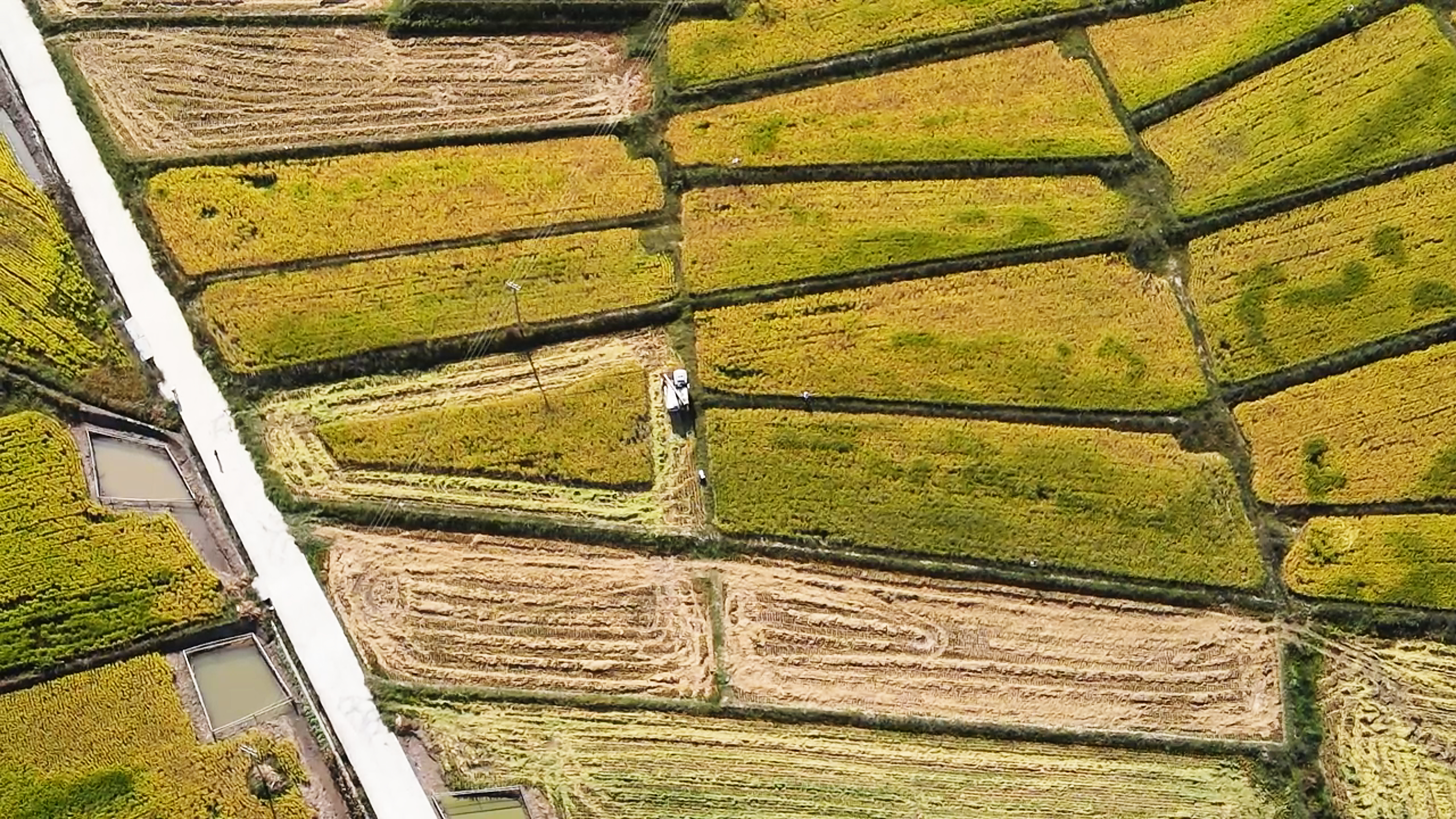 魚池鎮(zhèn)魚池村收割機(jī)收割稻谷俯瞰大景.jpg