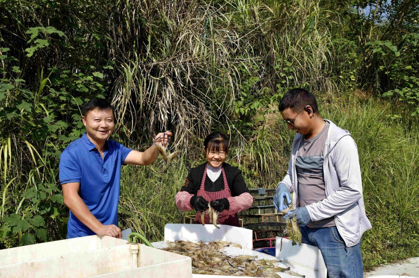 工人正在分拣鲜虾。（摄影：张静）