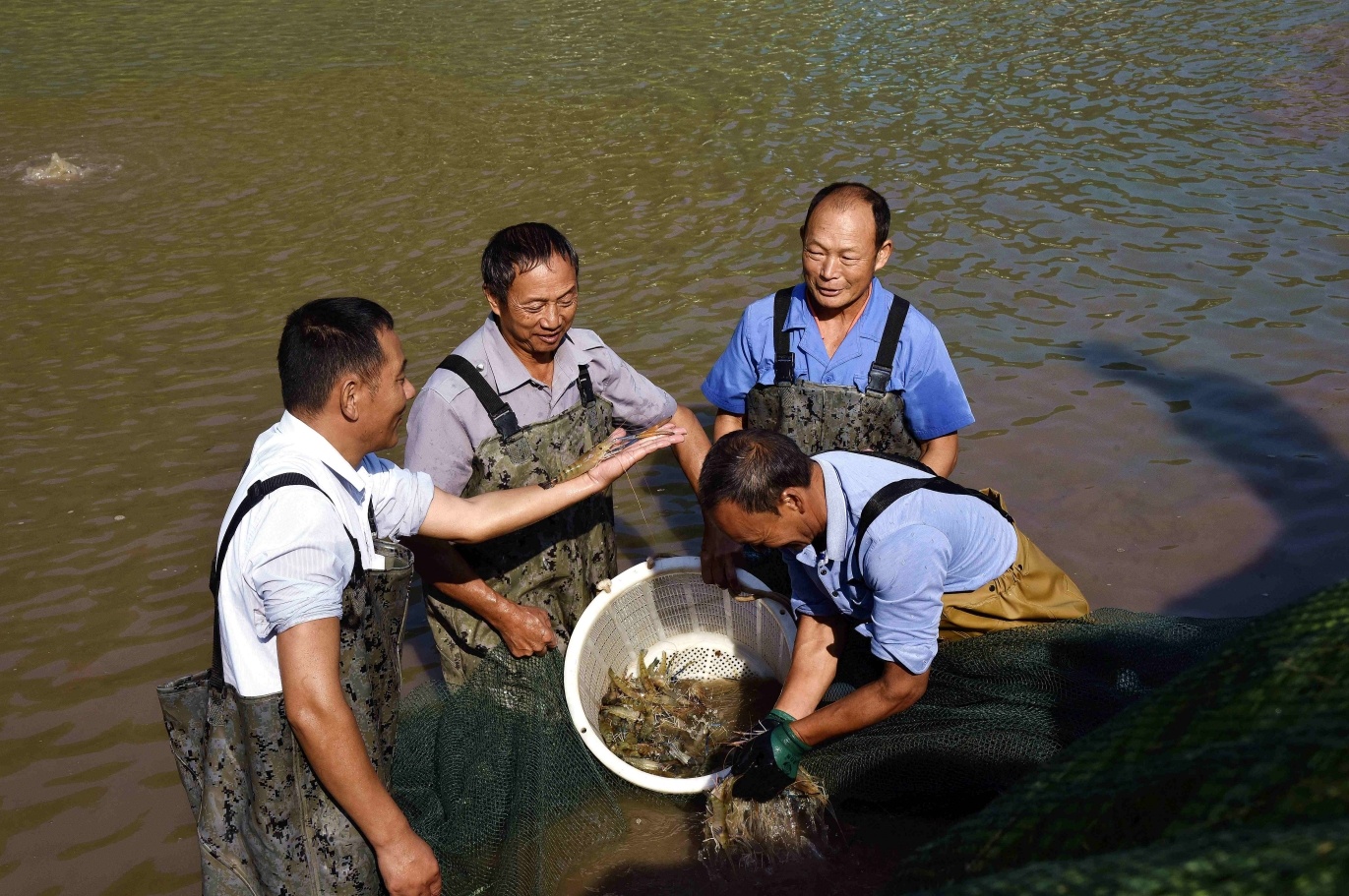工人正在虾塘中捕捞罗氏沼虾。（摄影 张静）