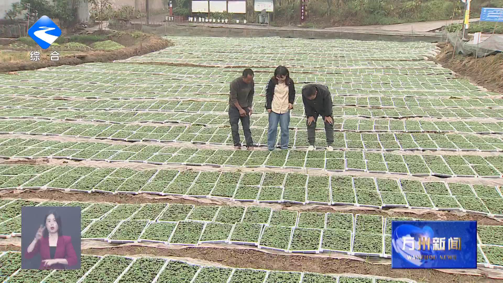 我区启动实施油菜扩种项目 预计油菜播种面积12.95万亩