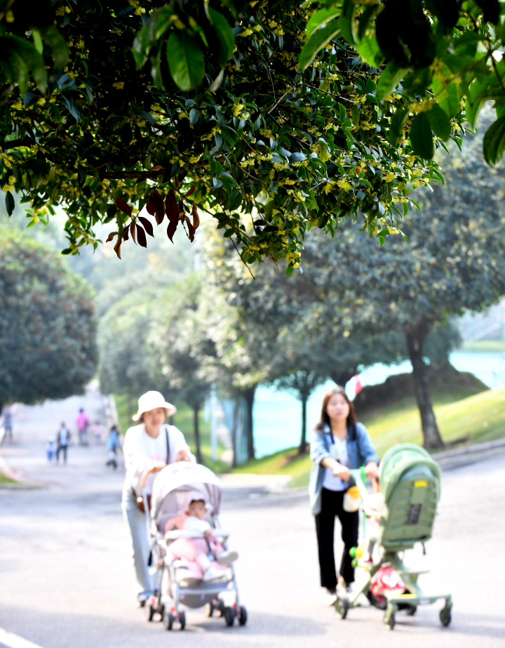 幸福公园桂花开，市民漫步游玩。记者 周邦静 摄