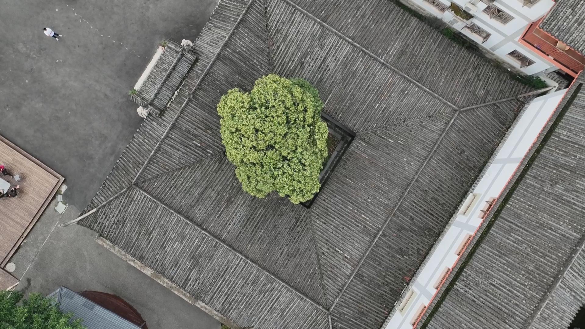 南彭街道：丹桂飘香 近三百年树龄桂花树悄然绽放