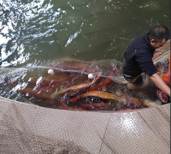 魚池內(nèi)的胭脂魚體色艷麗。黃玉保 向夢斌 攝