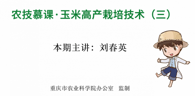 【农技慕课】玉米高产栽培技术（三）