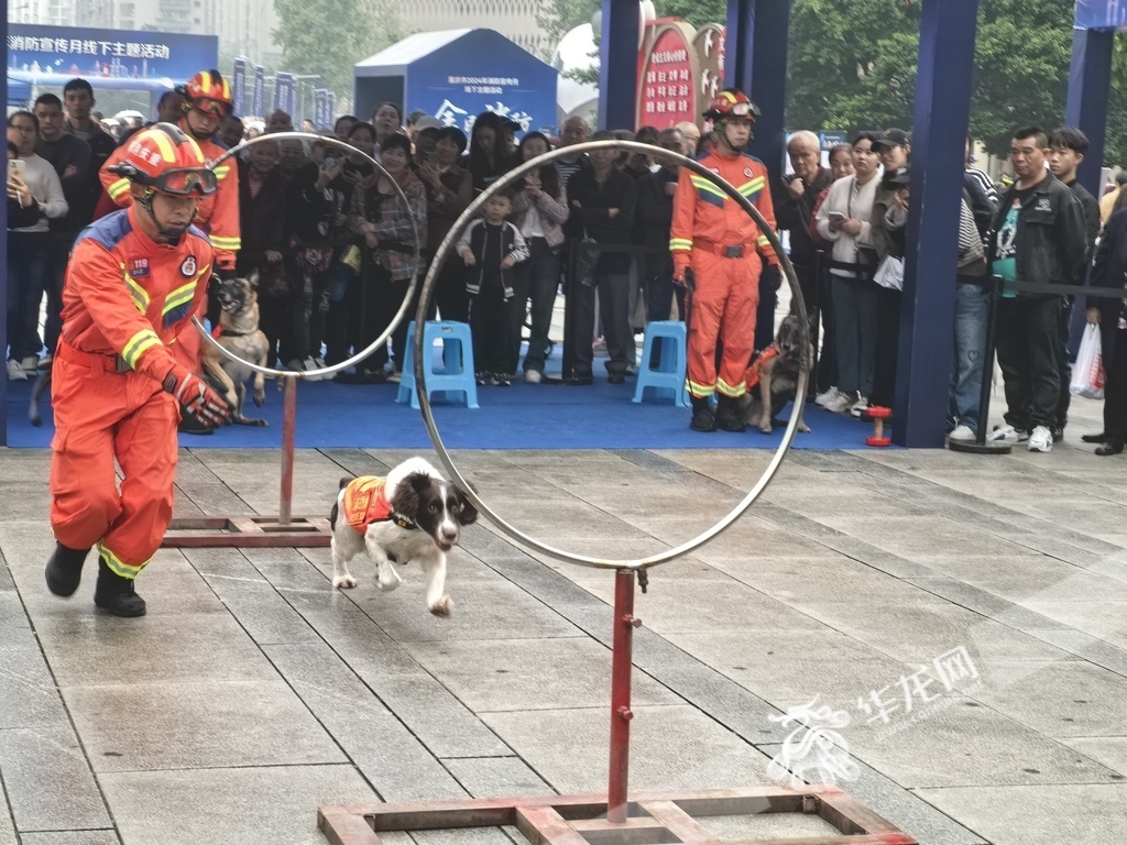 重庆消防特勤支队的明星搜救犬花花，在训导员的引导下进行搜救科目演示。华龙网记者 谢鹏飞 摄