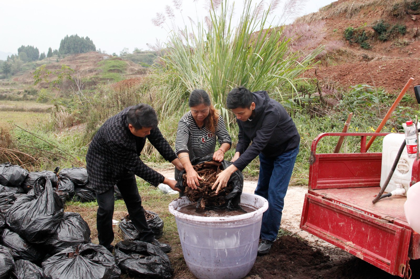 垫江：芍药种植正当时