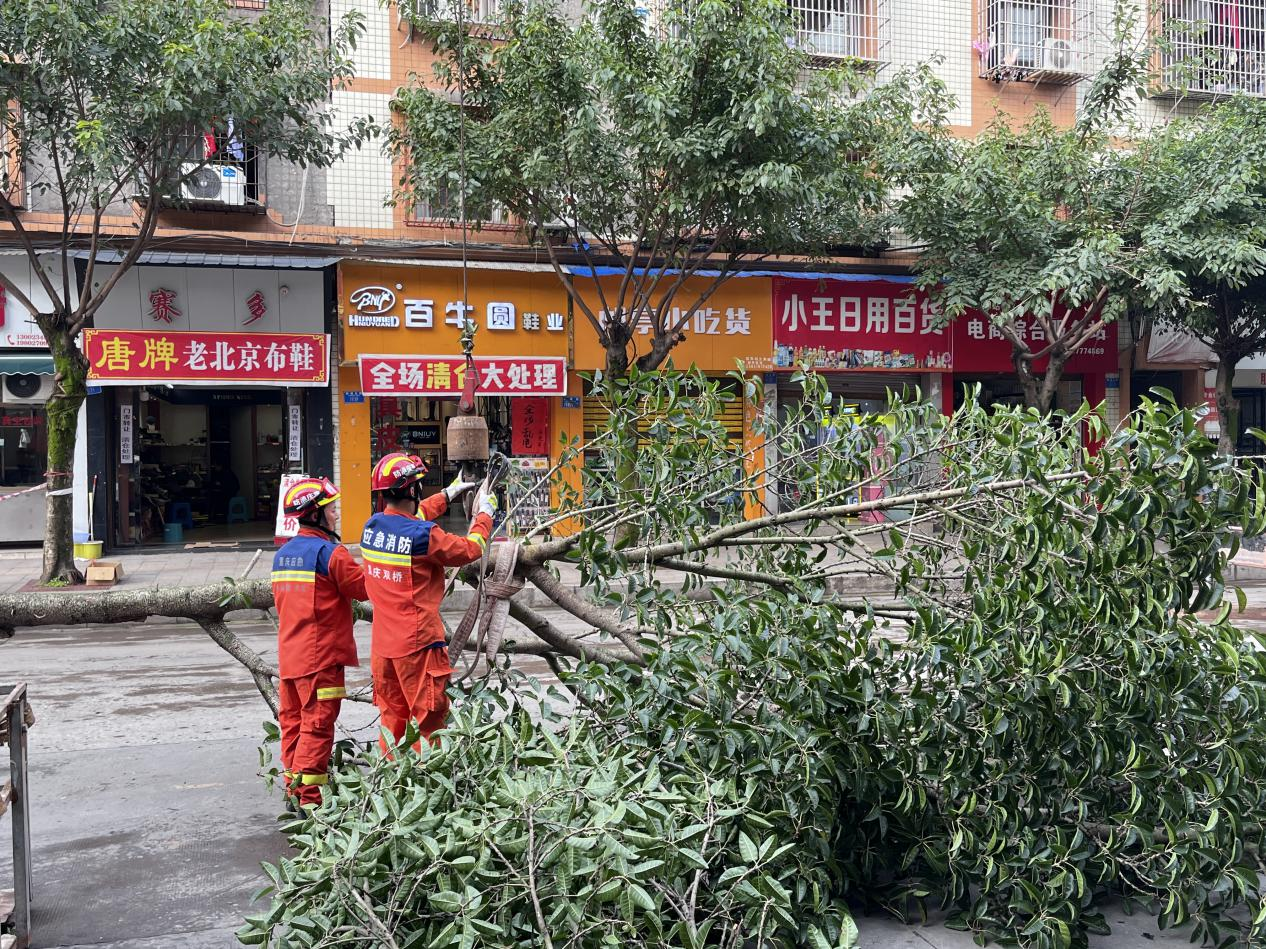 邮亭镇：参天大树存隐患 悬空锯树解民忧